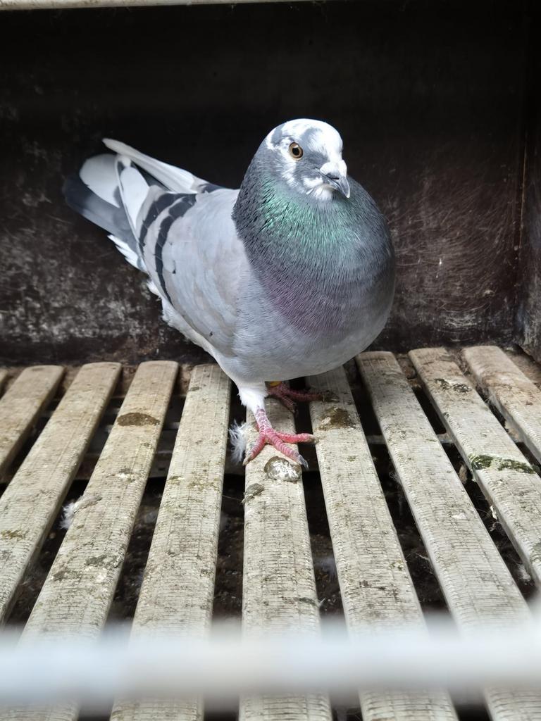 Kruising Gaditano Duiven, Dieren en Toebehoren
