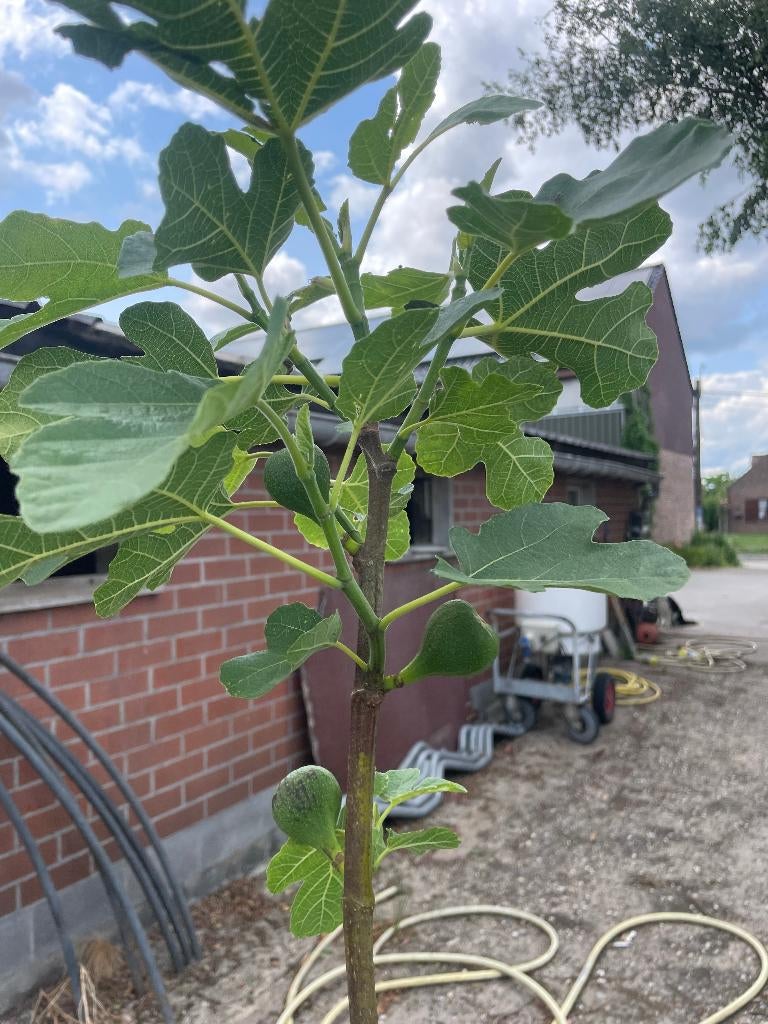 Vijgen bomen, Ophalen, In pot