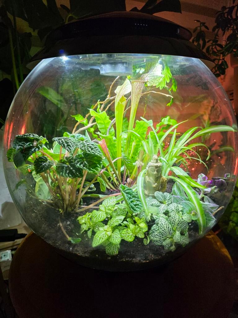 Terrarium Oase Biorb 60 Air bioactif avec plantes, Animaux & Accessoires, Éclairage