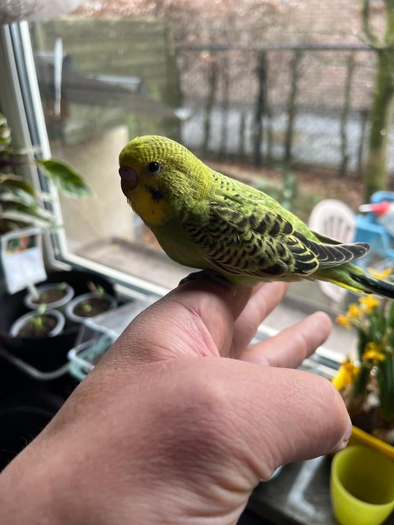 GRASPARKIET - TAM, Dieren en Toebehoren, Geslacht onbekend, Parkiet, Tam