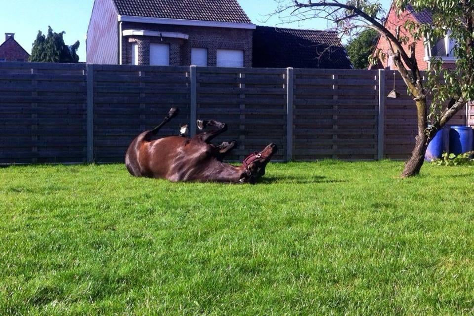 Verzorger gezocht, Jument
