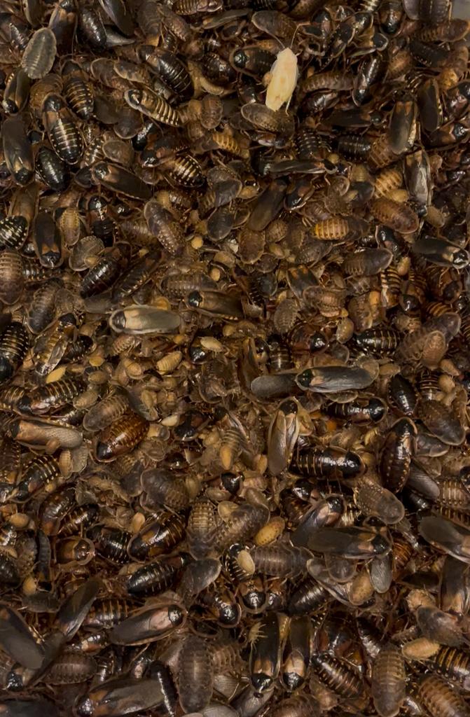 Blaptica dubia - blattes nutritives pour reptiles, Animaux & Accessoires, Amphibien