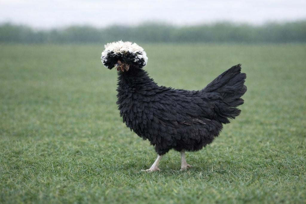 Hollandse kuifhoender krulveer krielkippen jonge hennen, Vrouwelijk, Kip