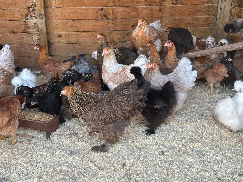 Brahma patrijs en blauwpatrijs, Dieren en Toebehoren, Pluimvee