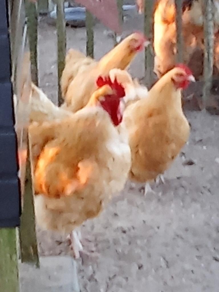 Broedeieren Orpington buff groothoen, Dieren en Toebehoren, Pluimvee