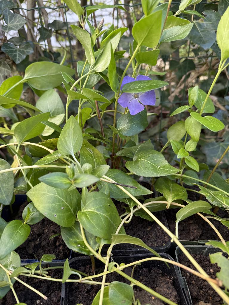 grande pervenche, Vinca major, Enlèvement, Printemps, Plante fixe, Couvre-sol