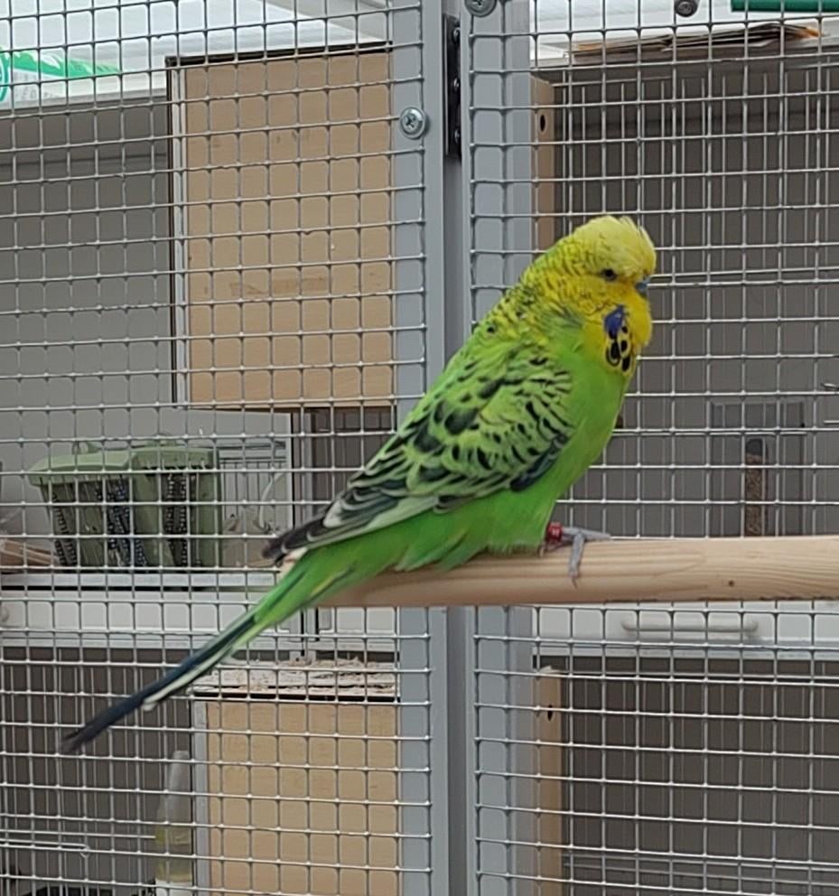 Grasparkiet, Mâle, Perruche