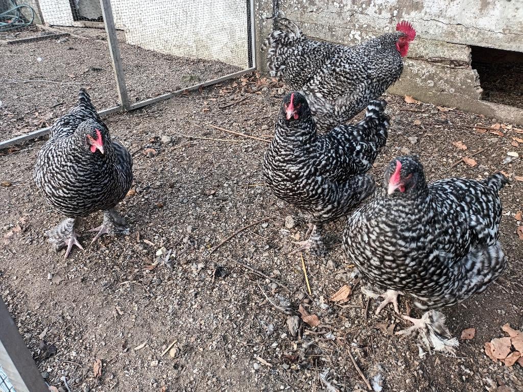 Broedeieren mechelse koekoek