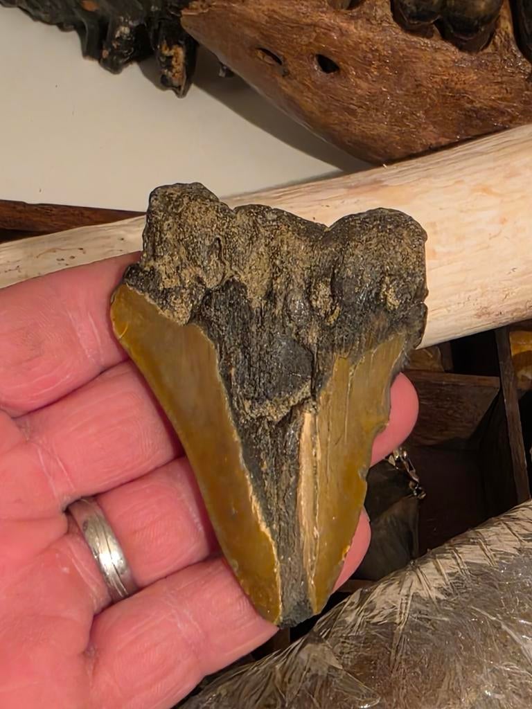 Très belle dent de requin mégalodon carcharoles provenant de, Collections, Enlèvement ou Envoi, Fossile