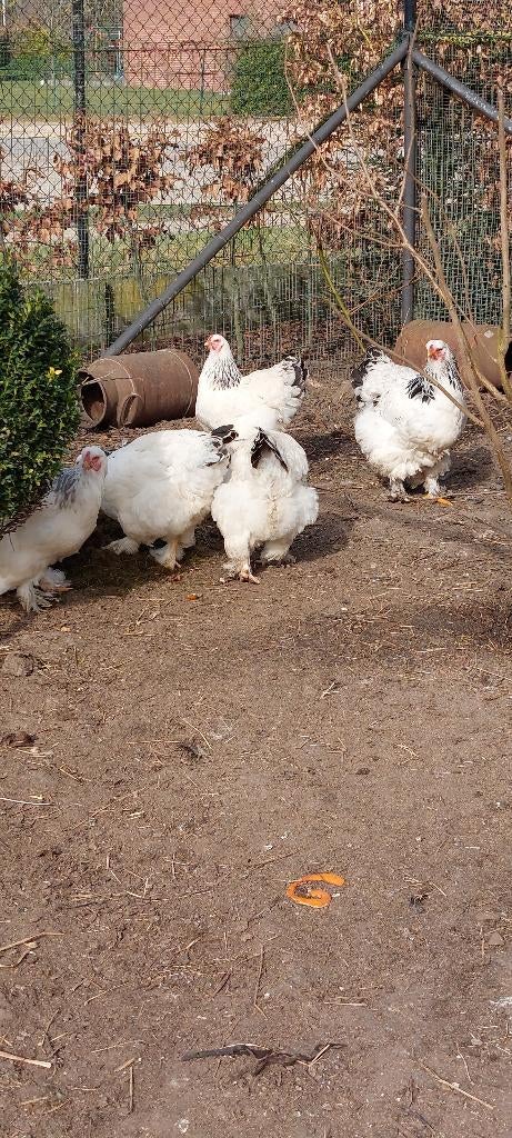 broedeieren brahma columbia