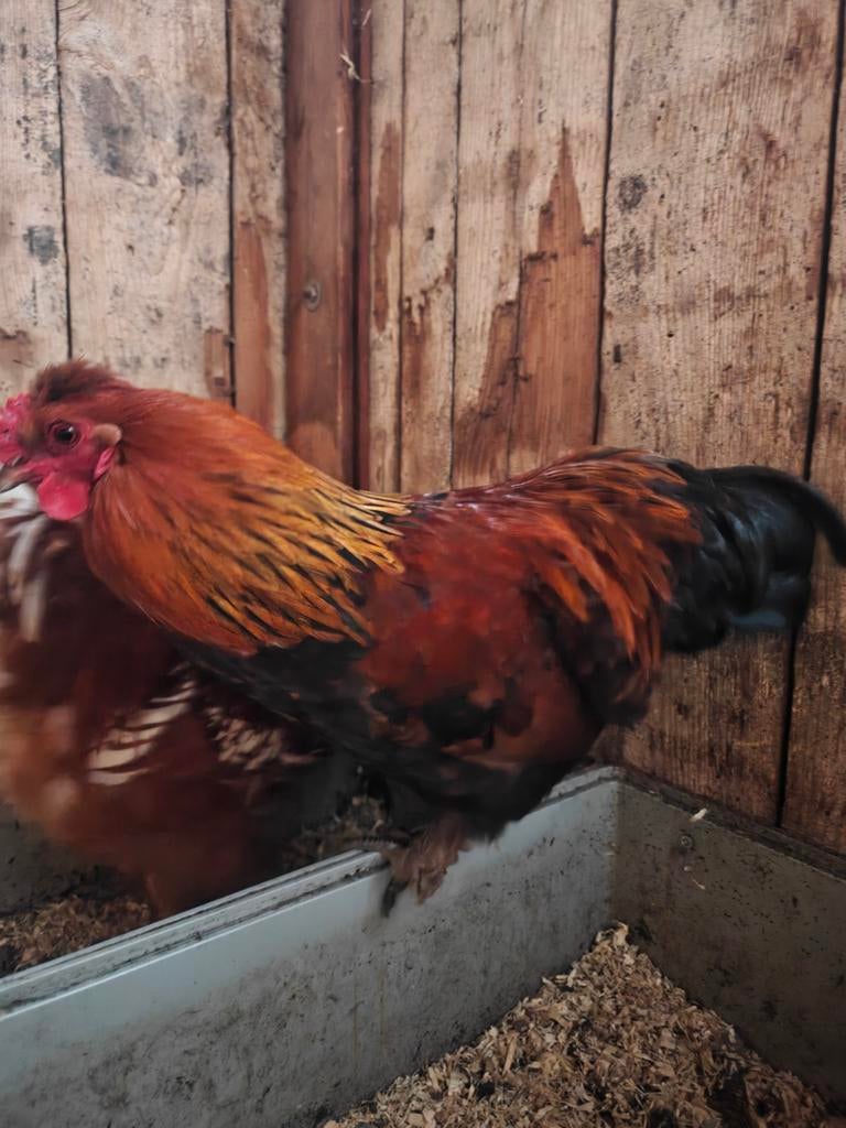 7 jonge krielhaantjes zoeken een nieuwe thuis, Mannelijk, Kip