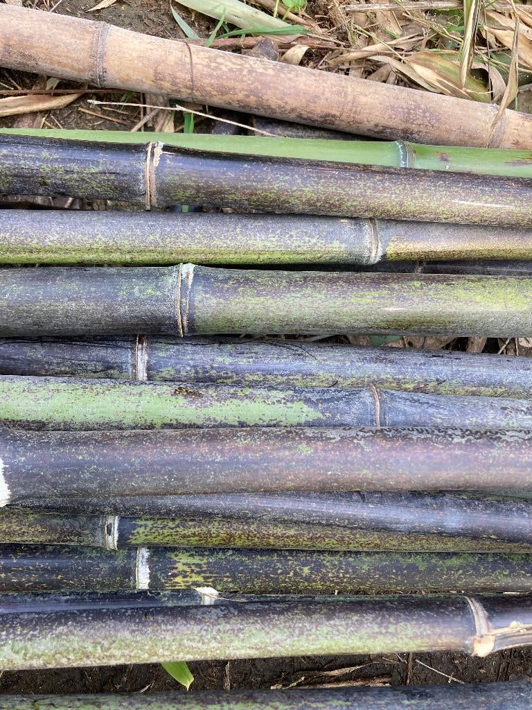 Bamboe stokken, Ophalen