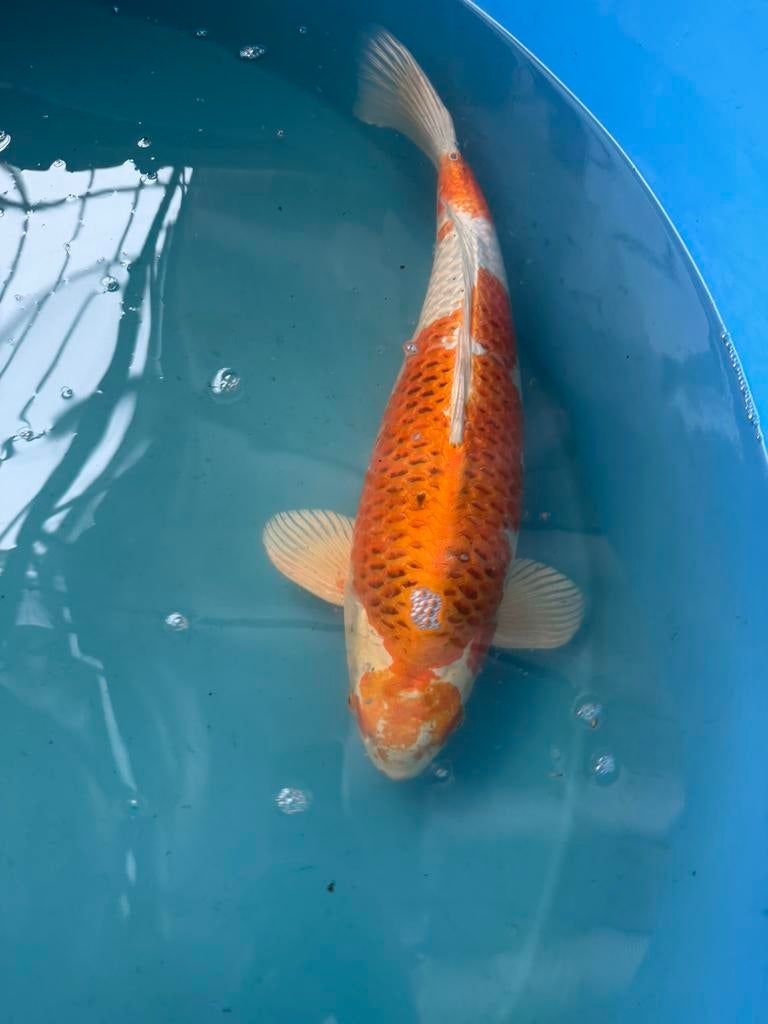 Japanse koi te koop, Dieren en Toebehoren