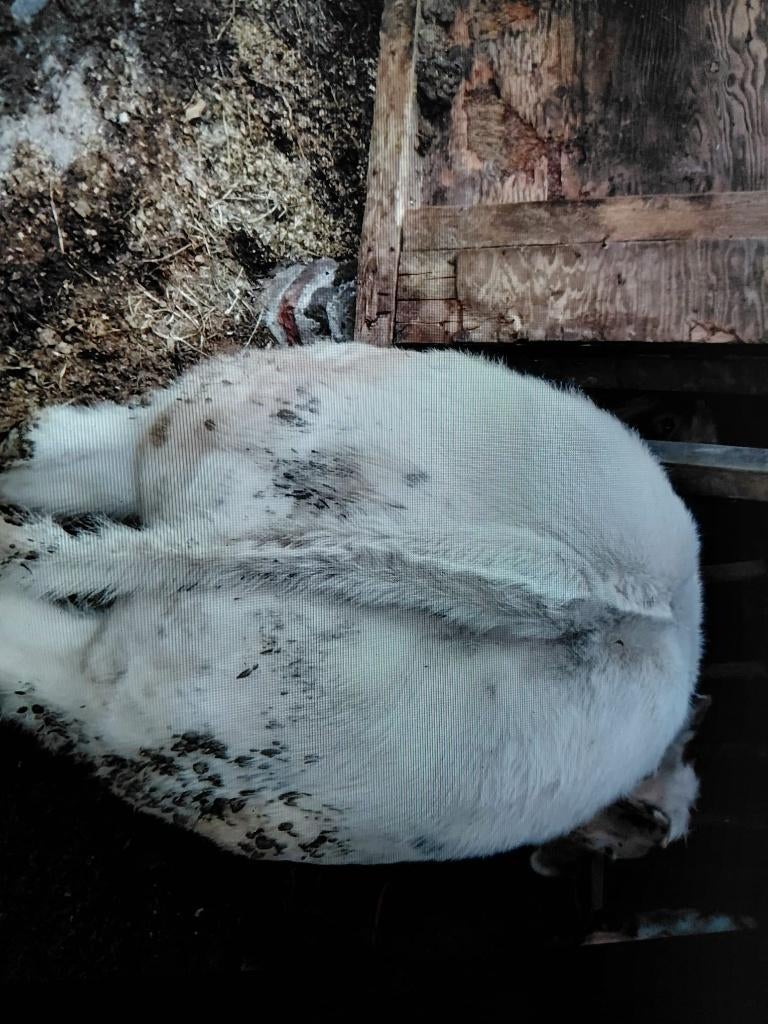 Stier, Dieren en Toebehoren, Runderen
