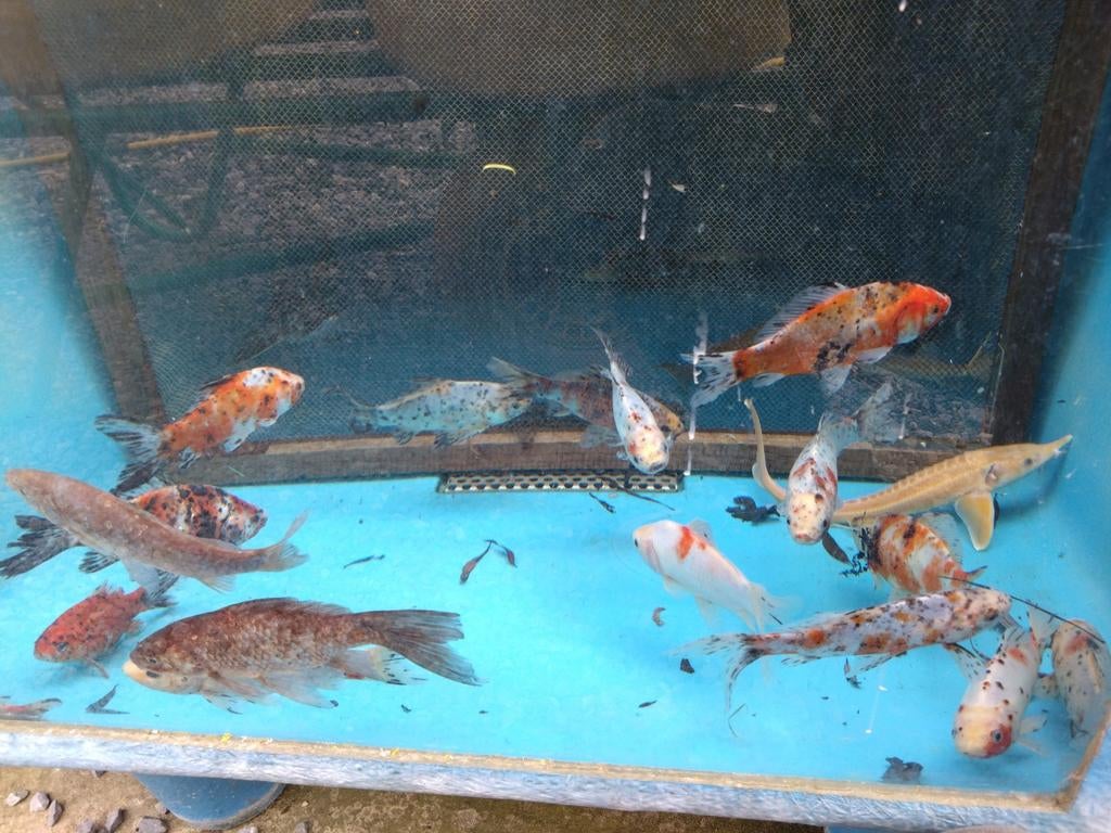 Allerlei vijvervissen: Koi, goudvis, steurs, windes, enz, Dieren en Toebehoren, Steur