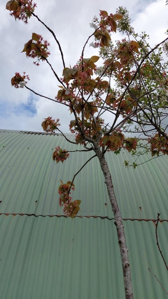 Prunus Tahaiku hoogstam, Tuin en Terras, Planten | Bomen, Ophalen, In pot