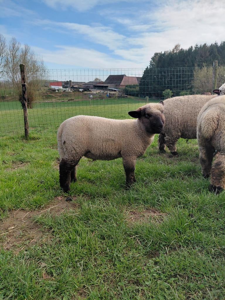 Hampshire down ram lam zuiver ras, Dieren en Toebehoren, Mannelijk, Schaap, 0 tot 2 jaar