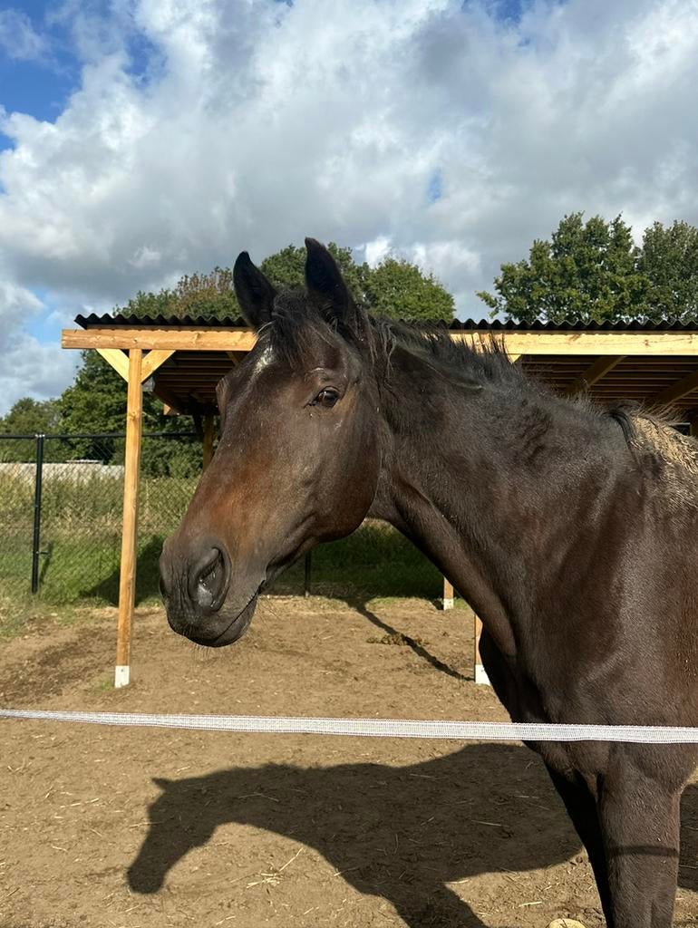 Wandelpaard / weidemaatje / recreatie, Dieren en Toebehoren, Met stamboom, Ruin, L, 11 jaar of ouder