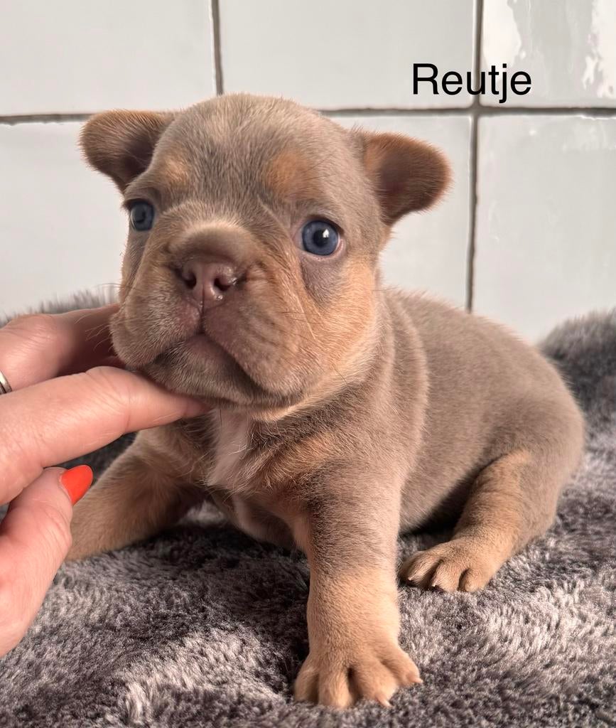 Isabella cherrytan franse bulldog pups, België, Fokker | Hobbymatig, 8 tot 15 weken, Meerdere