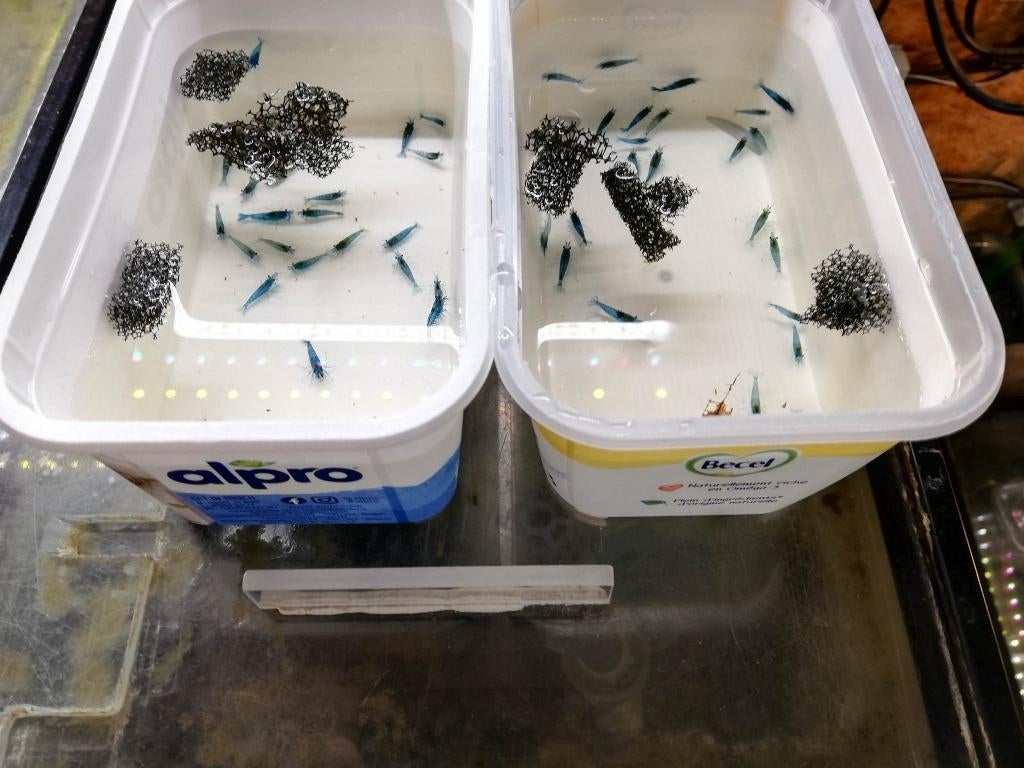 Blue diamond garnalen - aquarium leegmaken - 100 stuks!, Homard, Crabe ou Crevette, Poisson d'eau douce, Banc de poissons