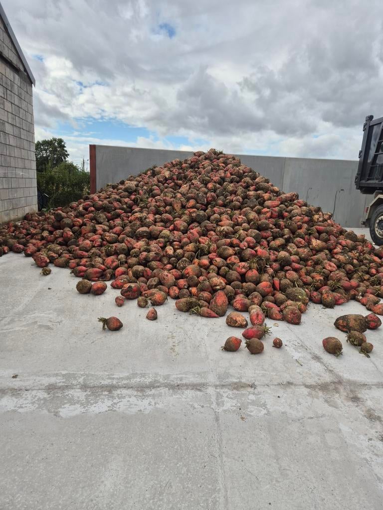 Voederbieten te koop, Dieren en Toebehoren, Ophalen