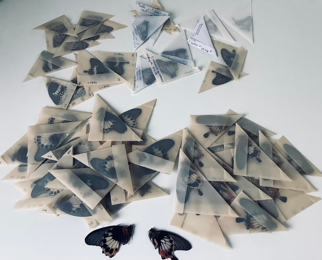 Vlinders in papillot, Ophalen of Verzenden, Zo goed als nieuw, Opgezet dier