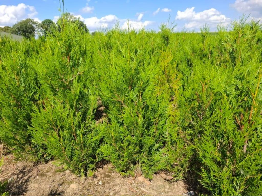 Lauriers du Portugal et autres haies à feuilles persistantes, Enlèvement, Laurier, Haie