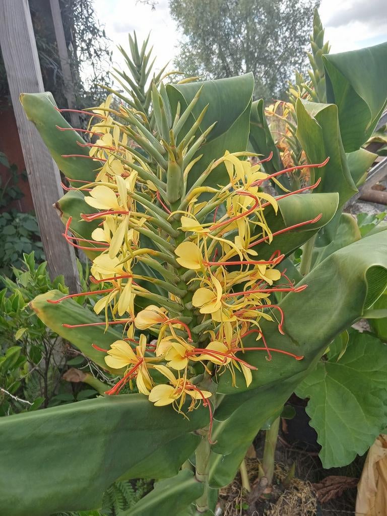 Hedychium gardnerianum siergember, Tuin en Terras, Planten | Tuinplanten, Volle zon, Vaste plant, Zomer, Ophalen
