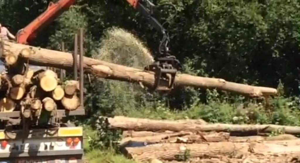 Goedkoop brandhout voor de doe-het-zelver (stammen voor ), Jardin & Terrasse, Bois de chauffage, Troncs d'arbres, Autres essences de bois