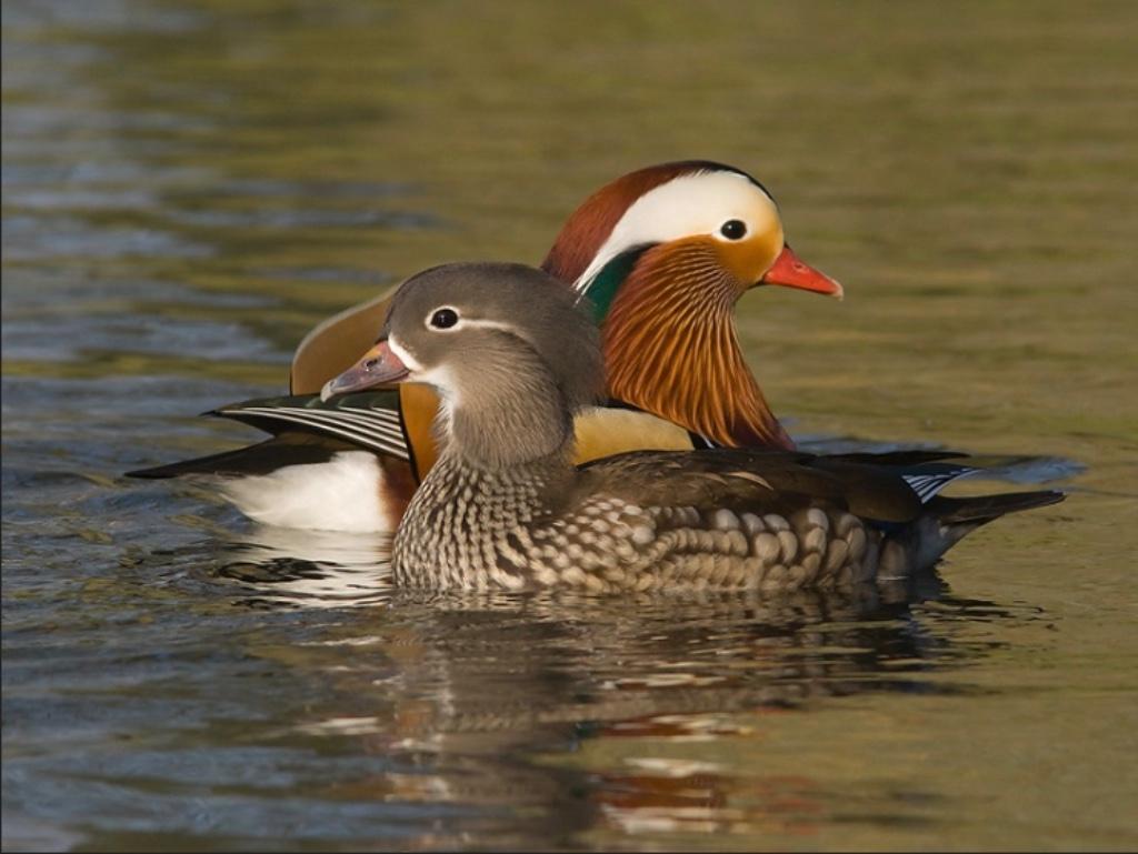 Gezocht mandarijn eend vrouw gelewiekt en witte pauw vrouw, Dieren en Toebehoren, Pluimvee, Vrouwelijk, Eend