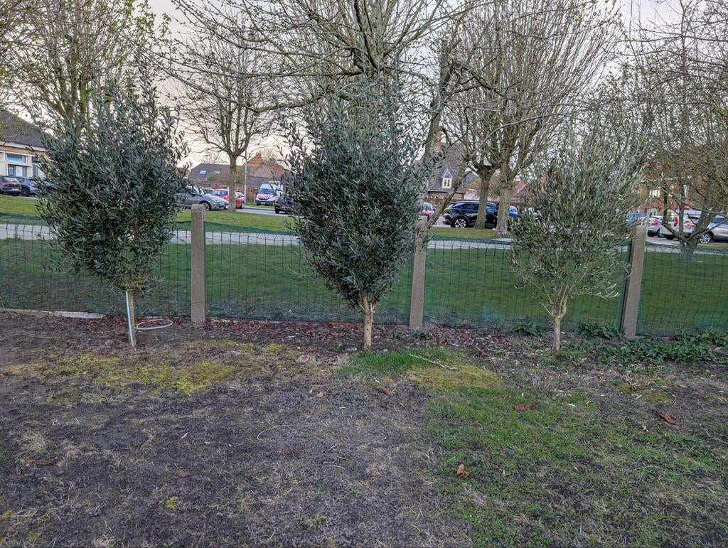 Olijfboom - Nog 1 te koop, Tuin en Terras, Planten | Bomen, Ophalen, Olijfboom