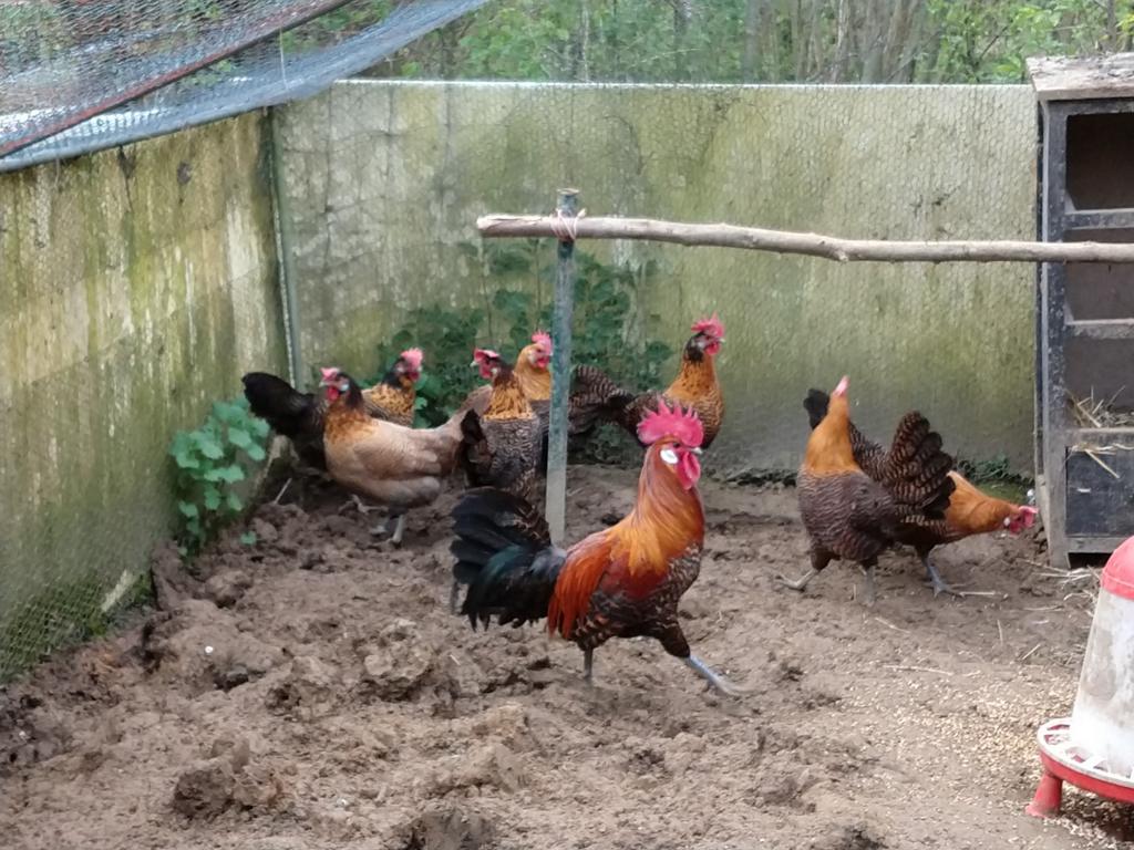 Broedeieren Zottegems hoen te koop, Dieren en Toebehoren, Ophalen, Nieuw, Overige typen