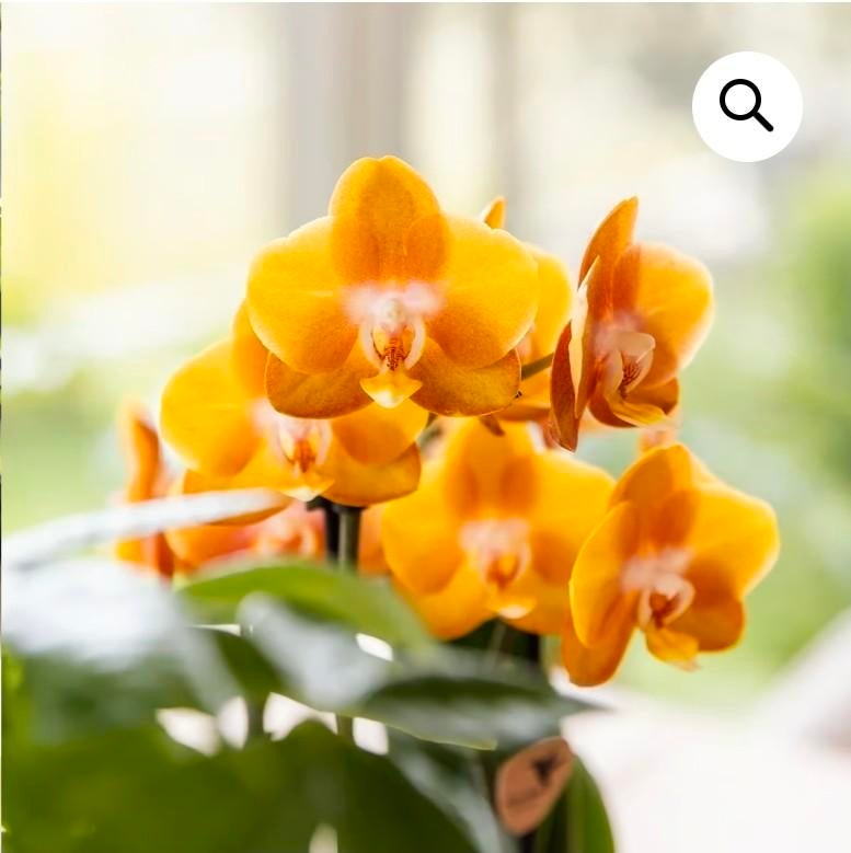 Betrouwbare en discrete Poetshulp gezocht (3660 Opglabbeek), Overige uren, Vanaf 5 jaar, Overige vormen