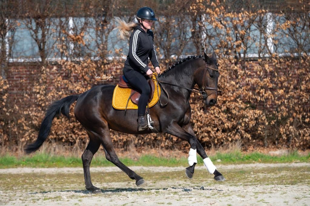 Mega knappe en super brave E pony!️, Dieren en Toebehoren, Paarden, Merrie, Minder dan 160 cm, Dressuurpaard, Met stamboom