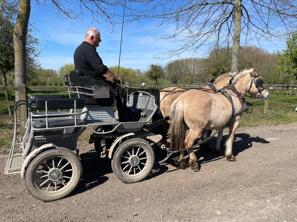 Span Fjorden, Animaux & Accessoires, Chevaux, Hongre, Moins de 160 cm, 3 à 6 ans, Cheval de récréation, Avec pedigree, Avec puce électronique