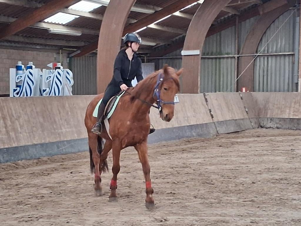 Recreatie paard, wandelpaard, koetspaard.Damespaardje zoekt., Dieren en Toebehoren, Ruin