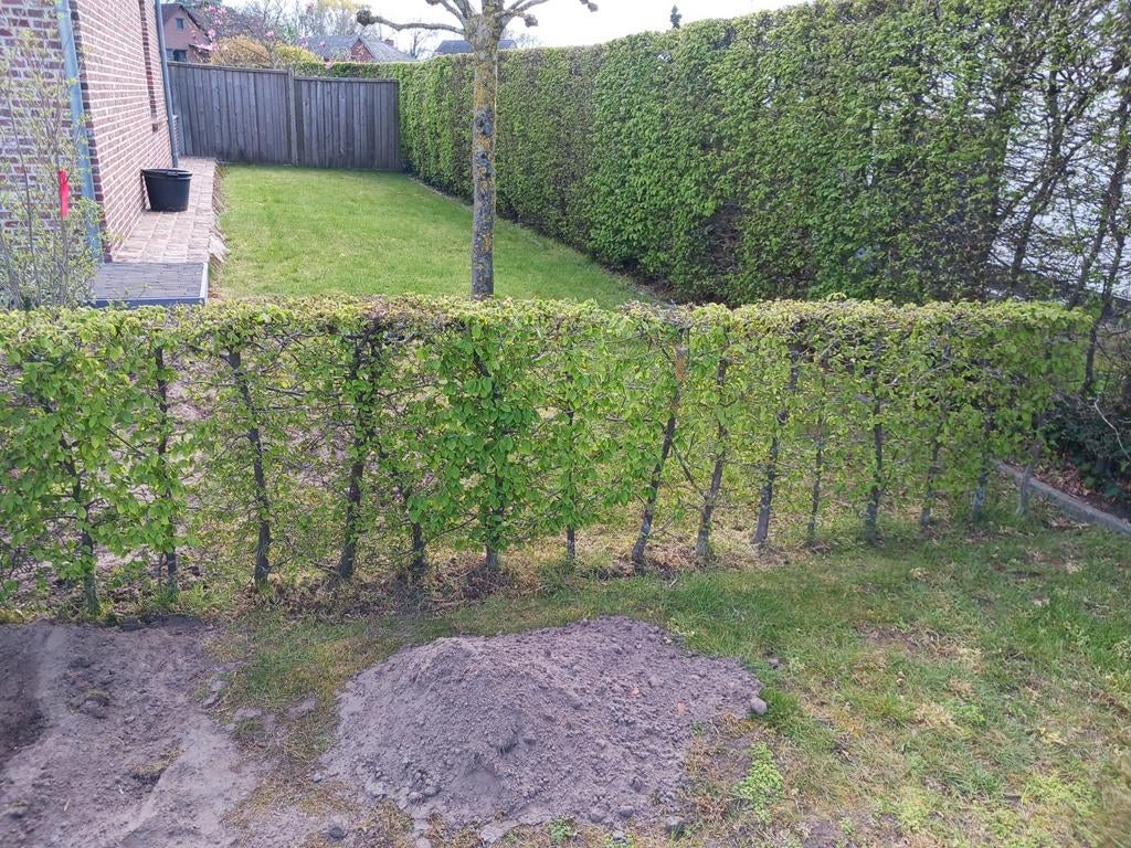 Haagbeuk 5 lopende meter (gratis), Ophalen, Haagbeuk, Haag