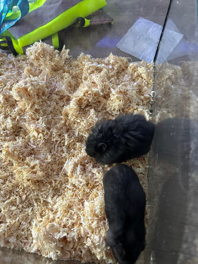 Hamster 3 meisjes, Dieren en Toebehoren, Hamster, Maart, Vrouwelijk, Tam