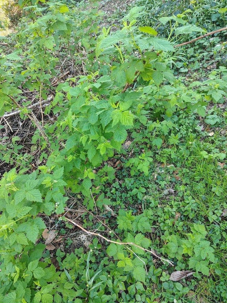 Frambozen plant, Tuin en Terras, Planten | Tuinplanten, Ophalen, Tweejarig, Halfschaduw, Zomer