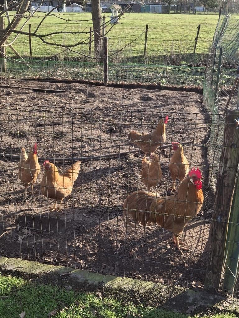 Broedeieren leghorn en legbar