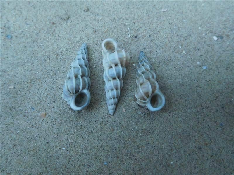 Schelpen het wenteltrapje, Ophalen, Schelp(en)