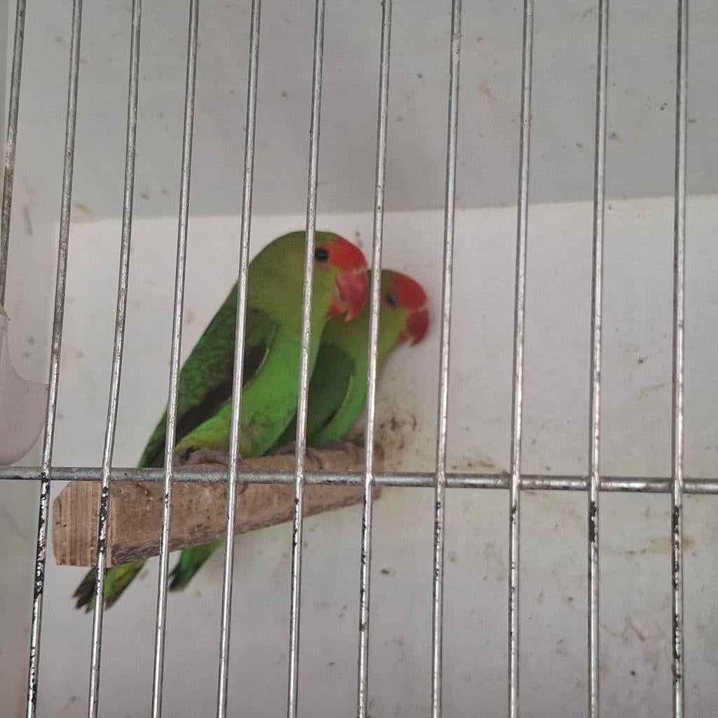 Taranta´s 4 kweekkoppels en 2 koppels 2025, Plusieurs animaux, Perroquet nain ou Inséparable, Bagué