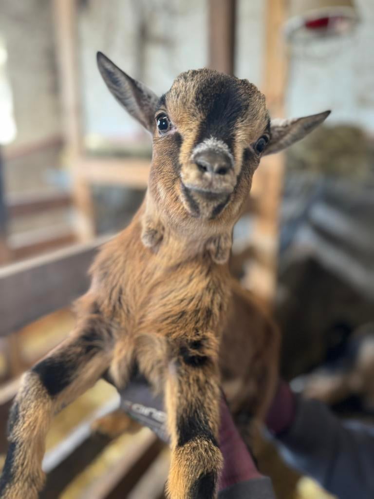 Geit Bok lam (gereserveerd), Dieren en Toebehoren, Schapen, Geiten en Varkens, Mannelijk, Geit, 0 tot 2 jaar