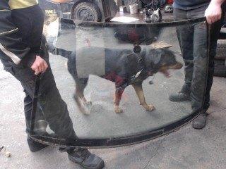 Pare brise Volkswagen Polo 4 2005-2009 LP/15349, Enlèvement, Utilisé, Volkswagen