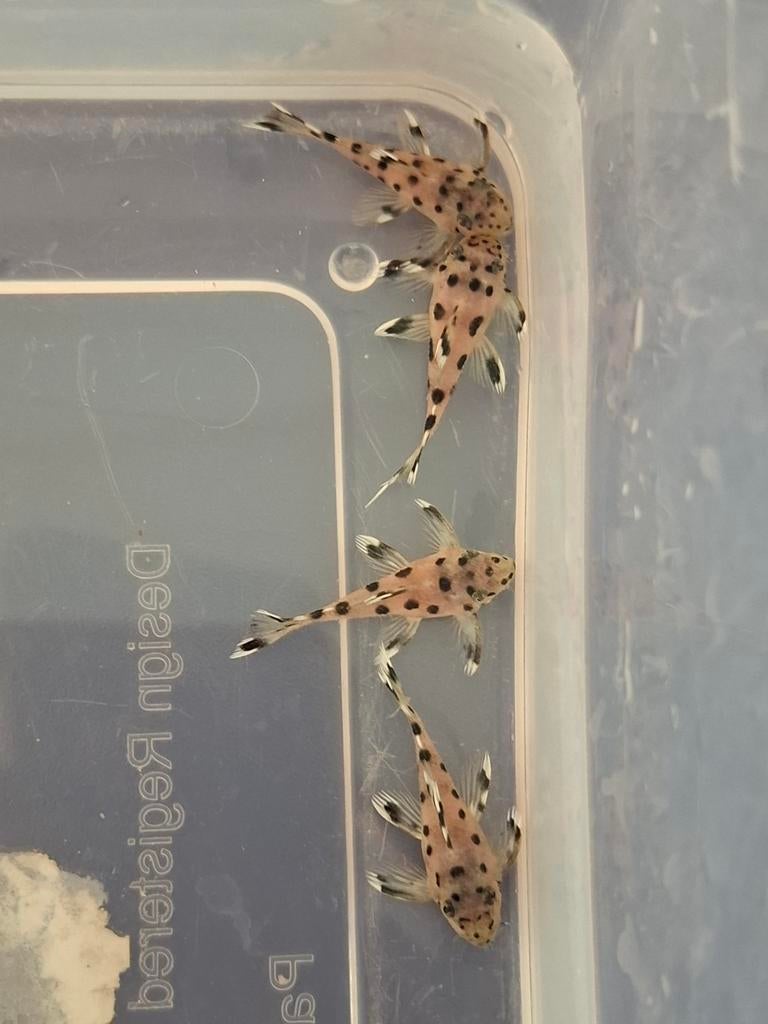 L264 Leporacanthicus joselimai 3,5cm, Dieren en Toebehoren, Reptielen en Amfibieën