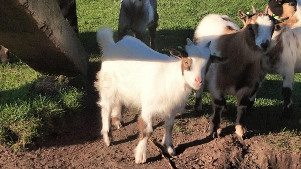 Dwergijt bokje, Dieren en Toebehoren, Schapen, Geiten en Varkens