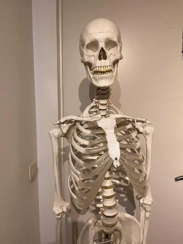 Anatomisch skelet, Diversen, Ophalen, Gebruikt