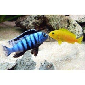 Pseudotropheus Saulosi malawi cichliden (Mbuna), Dieren en Toebehoren, Vissen | Aquariumvissen, Zoetwatervis, Vis, Schoolvis