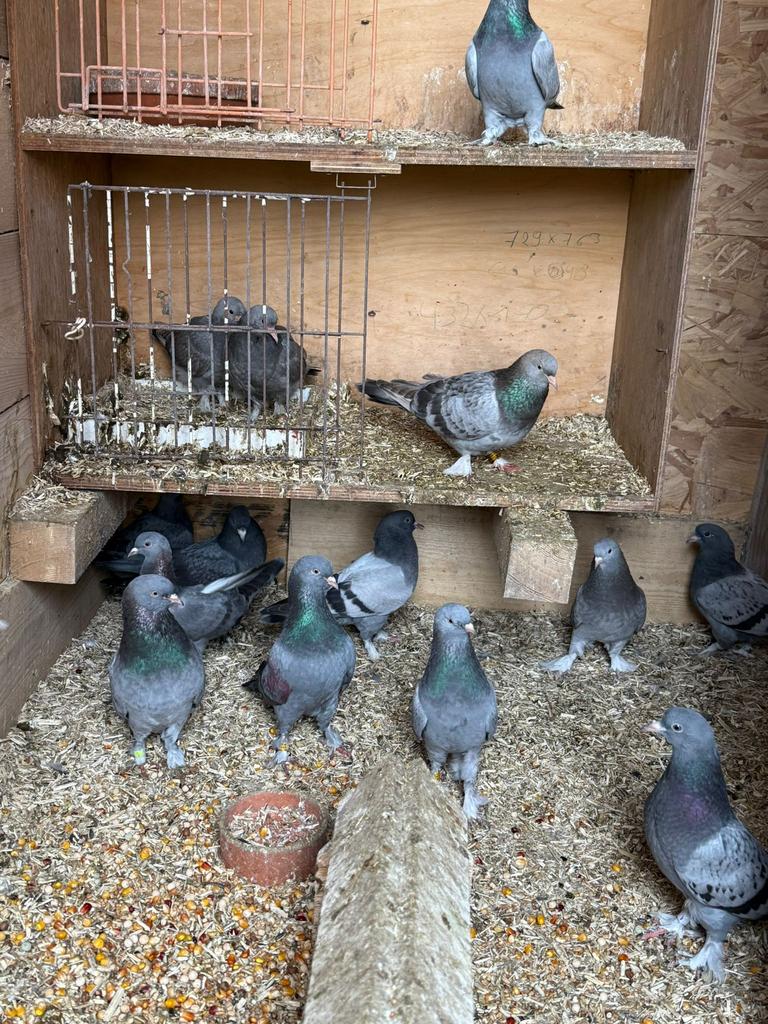 Alle takla duiven te koop