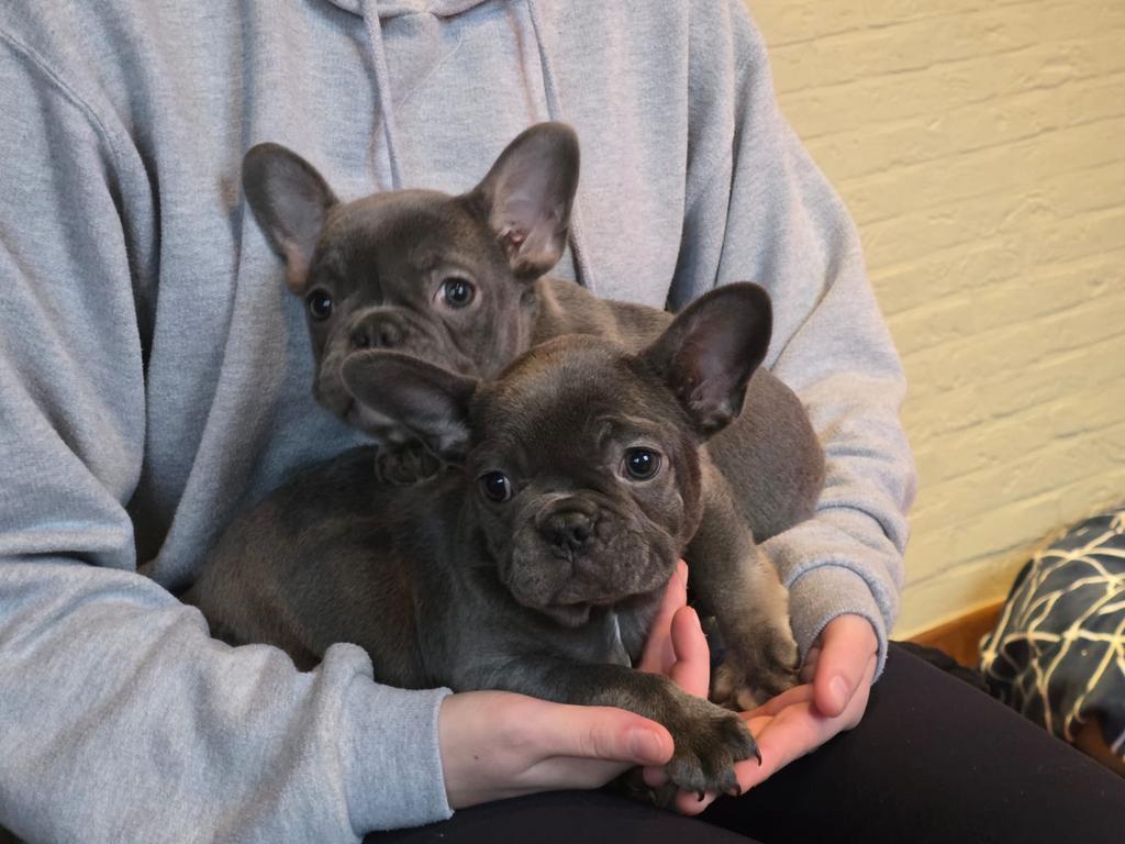 Bouledogues français 1250 euros, Animaux & Accessoires, Chiens | Bouledogues, Pinschers & Molossoïdes, Plusieurs animaux, Bouledogue